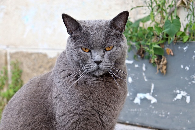 kot Chartreux