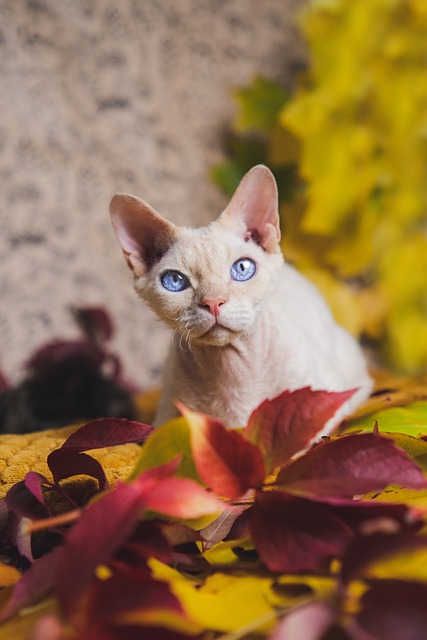 Devon Rex