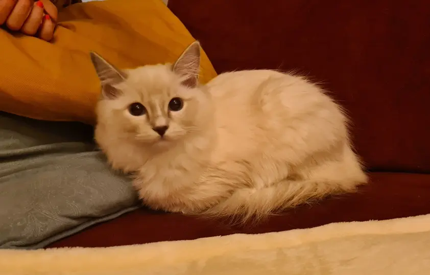 4 miesięczna kotka rasy ragdoll