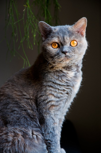 Selkirk Rex